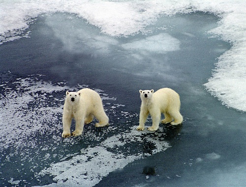 Белые медведи вблизи островов Земли Франца-Иосифа. Фото ИТАР-ТАСС/Лев Федосеев